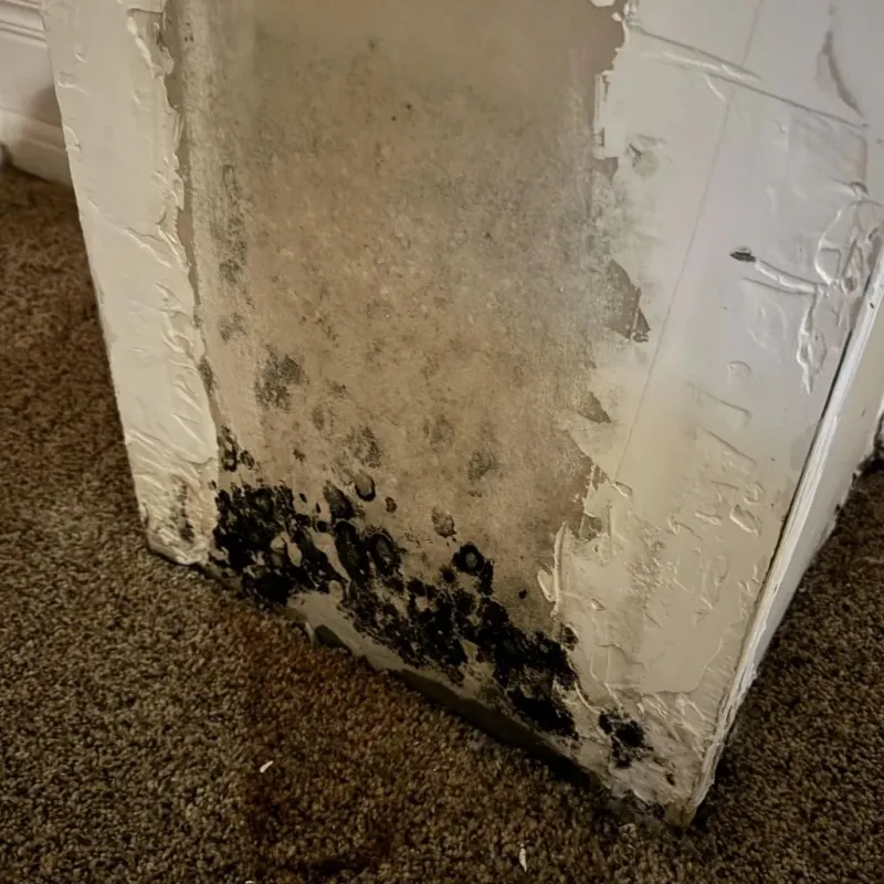 Professional Mold Removal in Hampton, VA